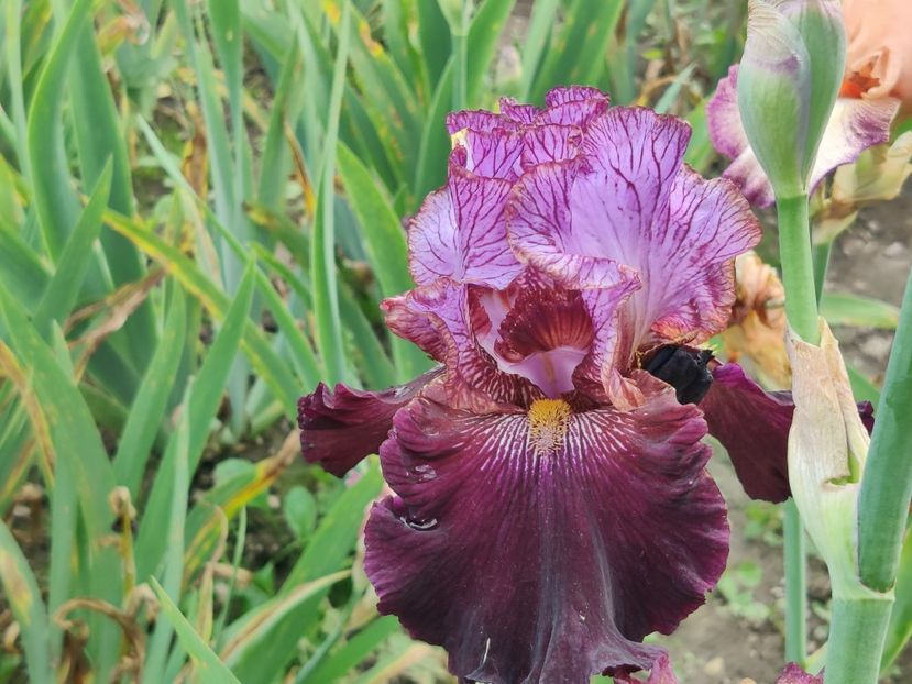 One of a kind - Ma - Ru