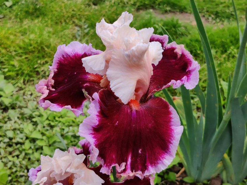 Royal passage - Ma - Ru