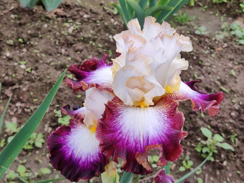 Edge of heaven - Ea - Lu