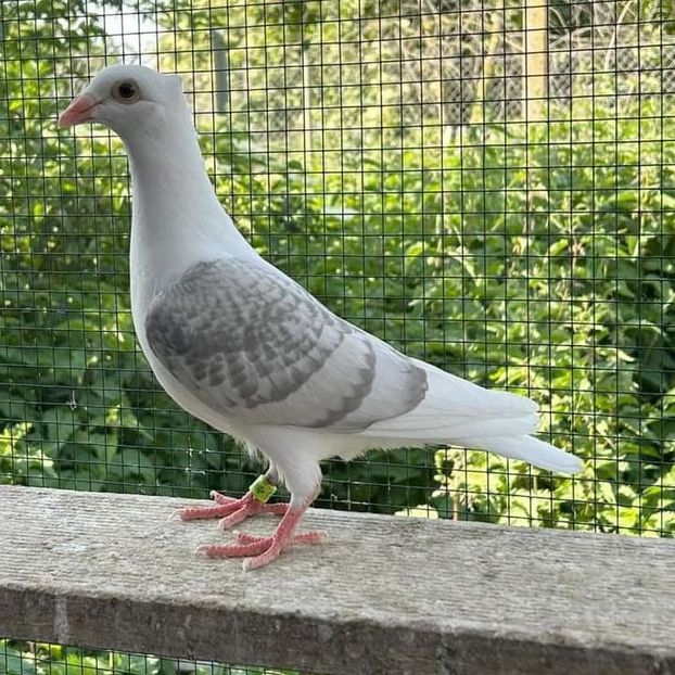  - Nu îmi aparțin 8