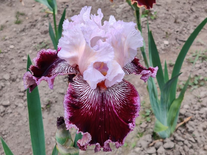 Samba queen - Sa - Z