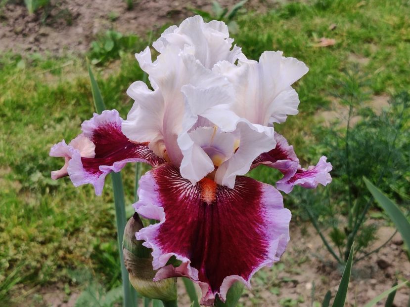 Straeberry freeze - Sa - Z