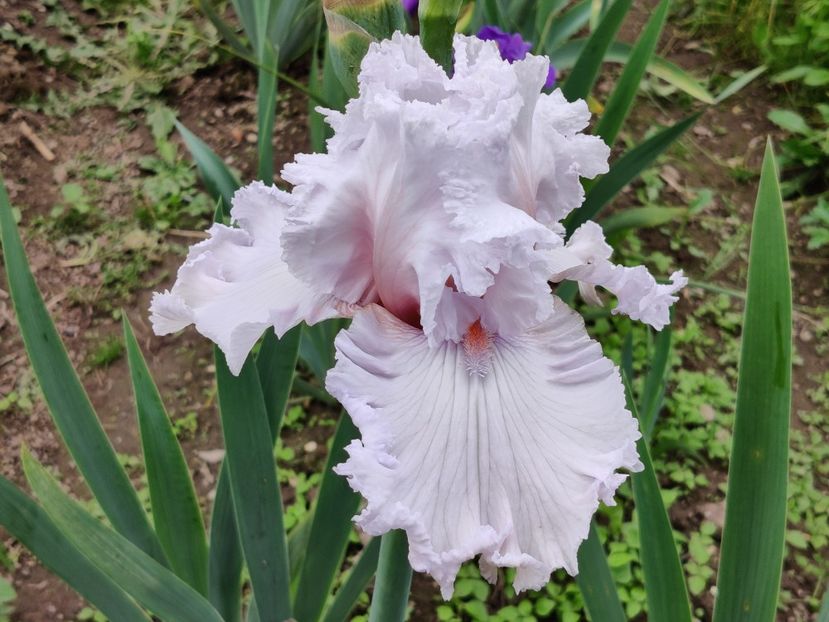 Strawberry frosting - Sa - Z