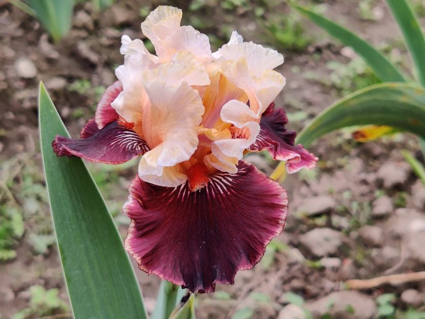 Taste the magic - Sa - Z