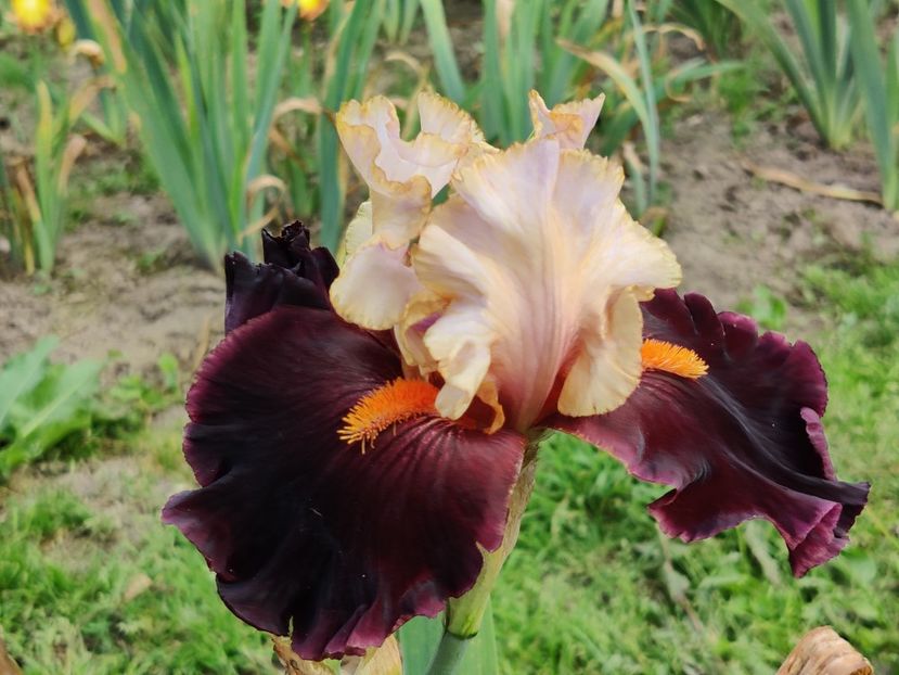 Secret service - Sa - Z