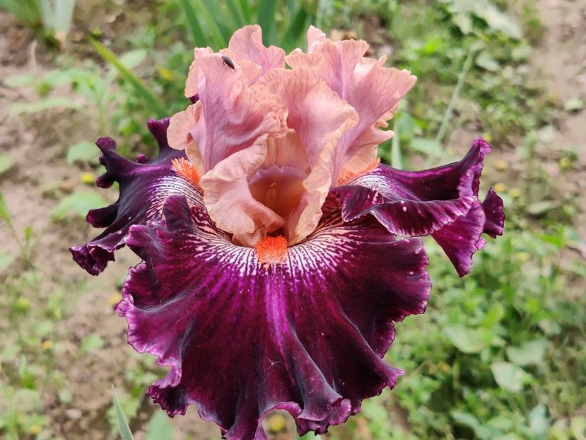 She's a bimbo - Sa - Z