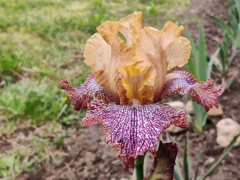 Temporal anomaly - Sa - Z