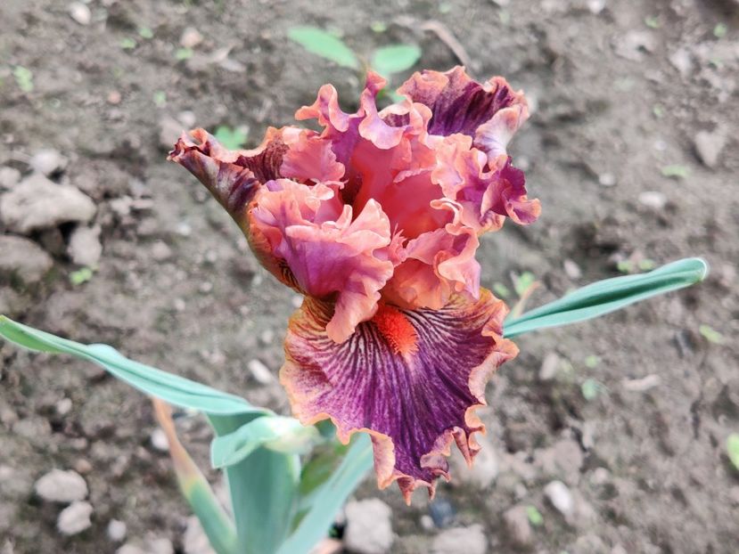 Wild streak - Iris germanica_barbosi