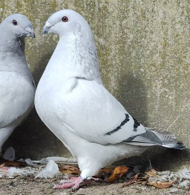 30 (F.) Archiwum - k-MLODE 2024 YOUTH