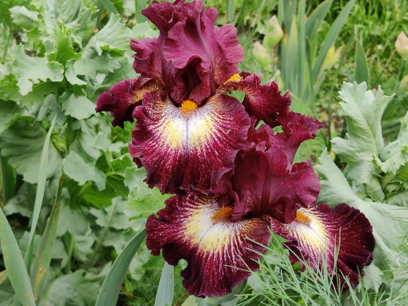 Tunnel vision - Sa - Z