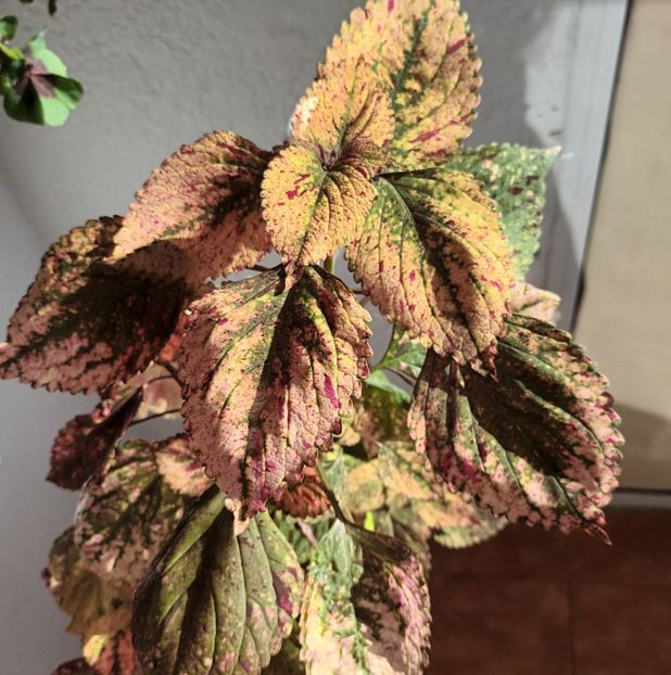  - Coleus