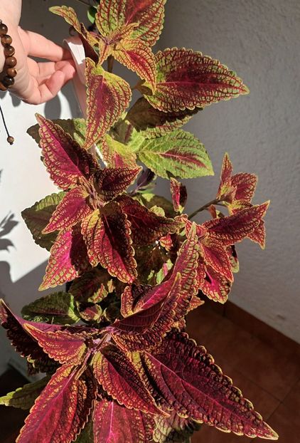  - Coleus