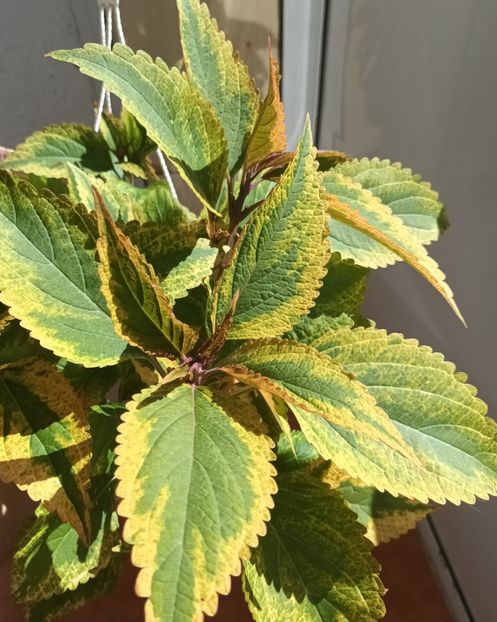  - Coleus
