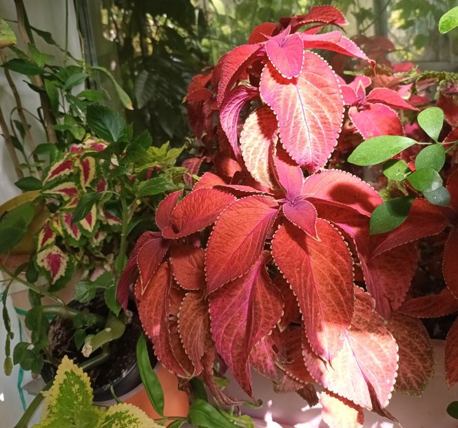  - Coleus
