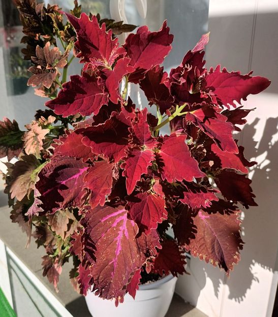  - Coleus