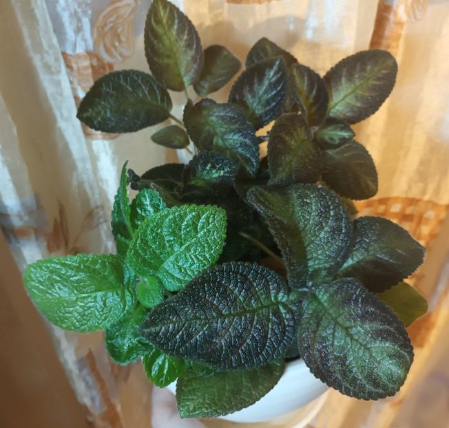  - Episcia - a opta minune a lumii