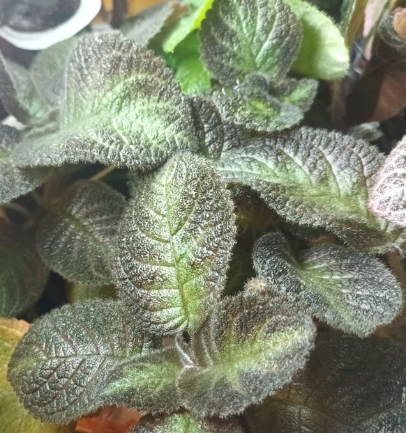  - Episcia - a opta minune a lumii