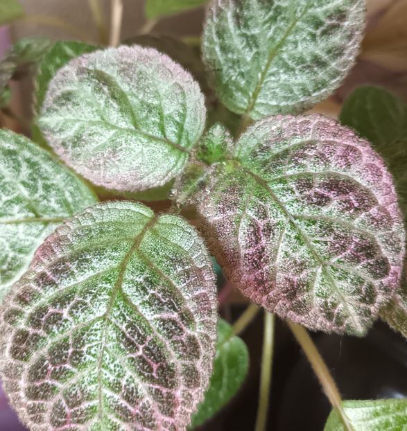  - Episcia - a opta minune a lumii