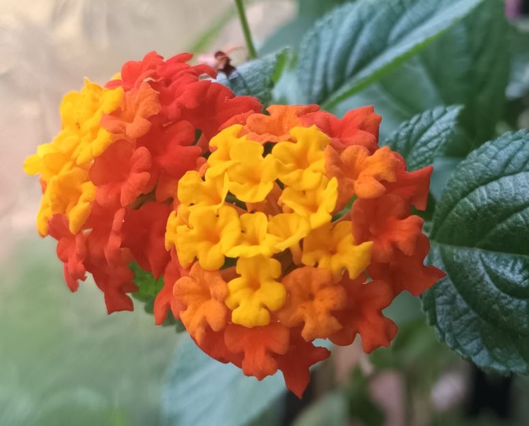 Lantana - Flowerbook