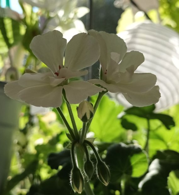  - Linişte şi flori