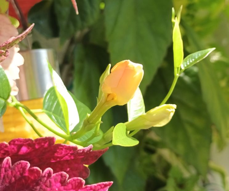  - Linişte şi flori