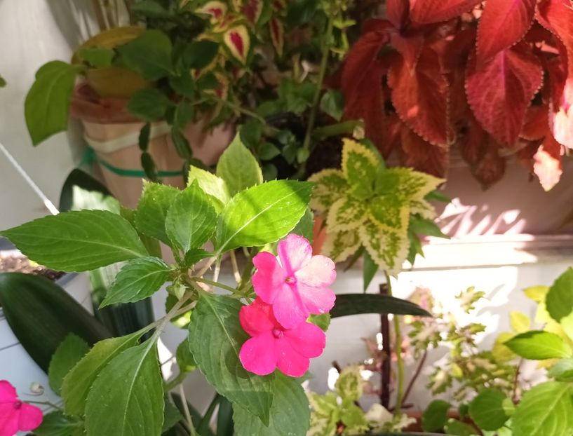  - Linişte şi flori