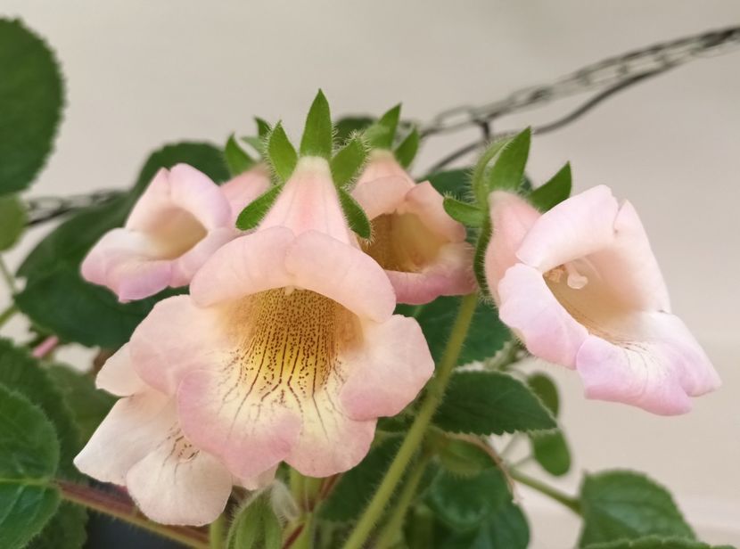  - Linişte şi flori