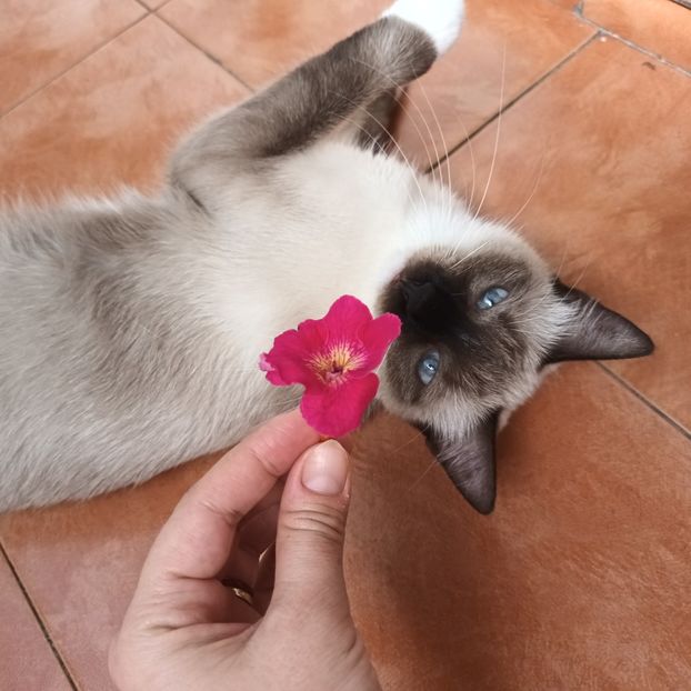  - Linişte şi flori