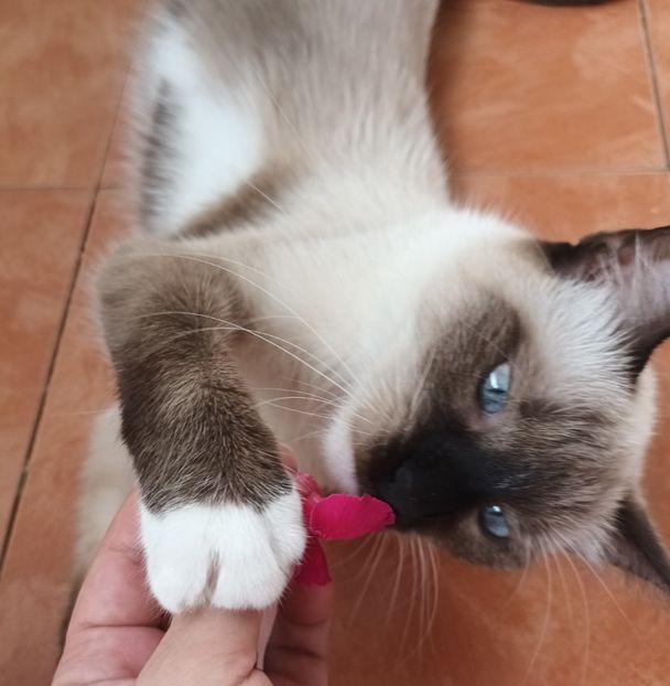  - Linişte şi flori