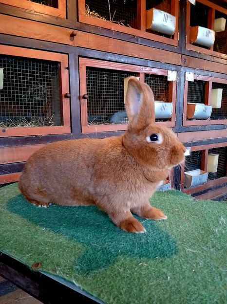 25 .10 .2024 . - A-IEPURI NEOZEELANDEZ ROSU