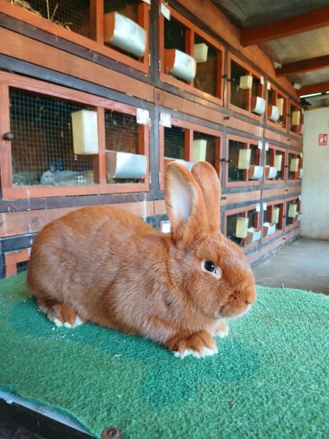  - A-IEPURI NEOZEELANDEZ ROSU