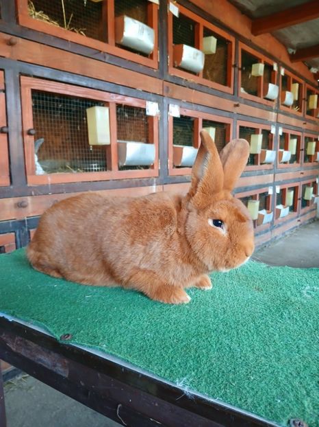  - A-IEPURI NEOZEELANDEZ ROSU