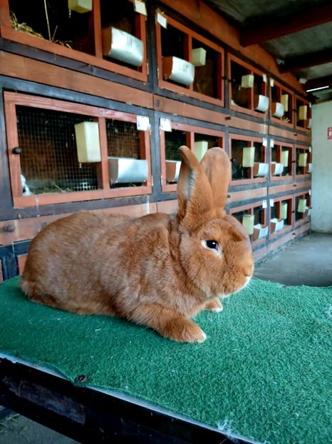  - A-IEPURI NEOZEELANDEZ ROSU