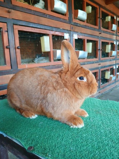  - A-IEPURI NEOZEELANDEZ ROSU