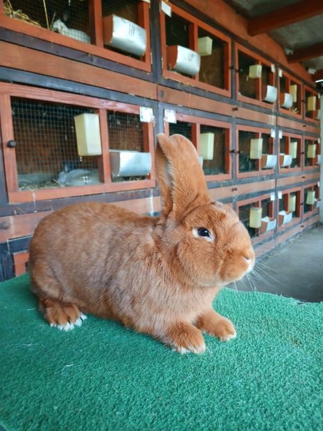  - A-IEPURI NEOZEELANDEZ ROSU