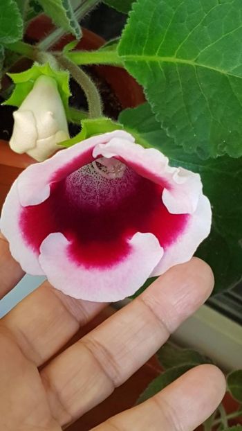 thumbnail (9) - GLOXINIA 2024
