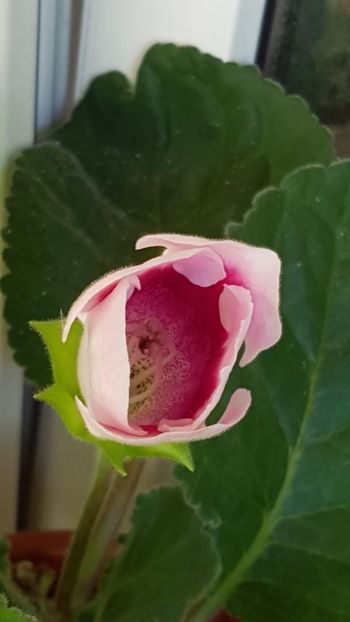 thumbnail (11) - GLOXINIA 2024