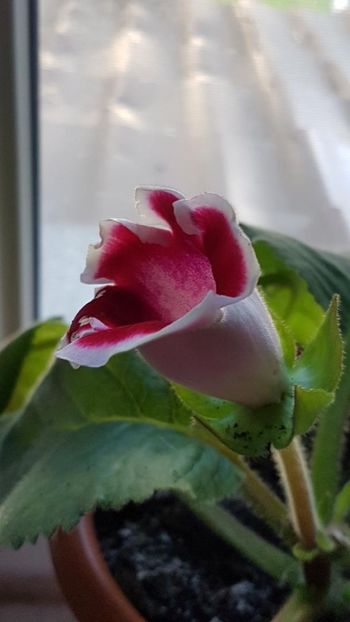 thumbnail (40) - GLOXINIA 2024