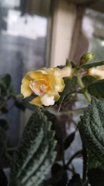  - 2024-BriD s Limonella