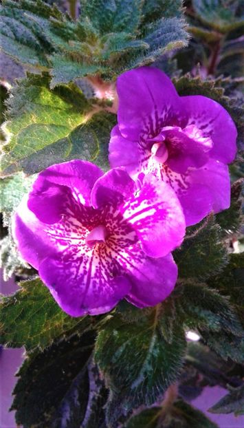 20241026_092943-5 - 000018 ACHIMENES