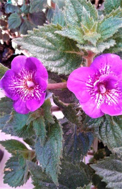 20241026_093018-4 - 000018 ACHIMENES