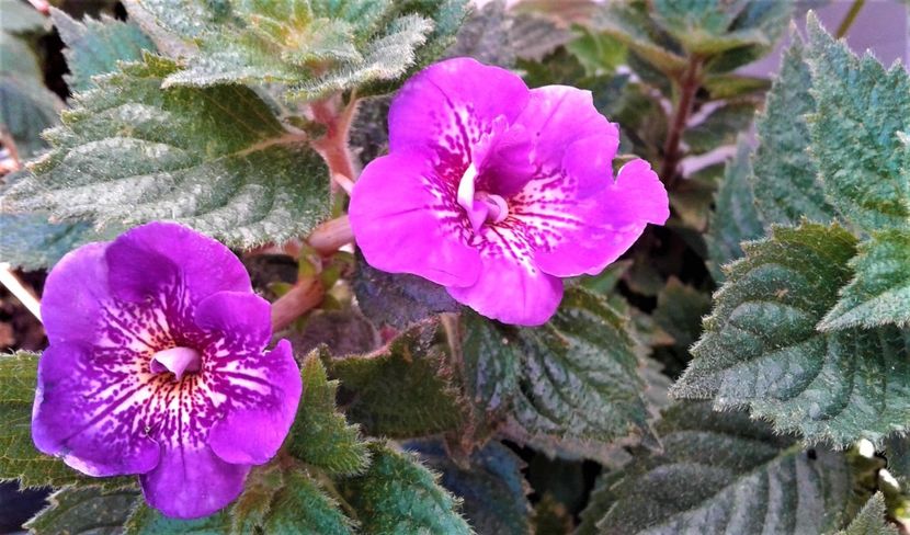 20241026_093033-3 - 000018 ACHIMENES