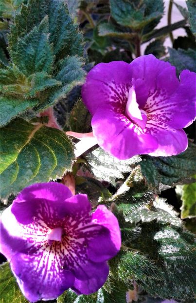 20241026_093104-1 - 000018 ACHIMENES
