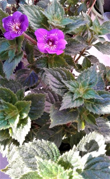 20241026_093044-2 - 000018 ACHIMENES