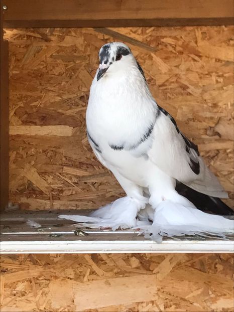 IMG-20241014-WA0003 - Por tapalagosi