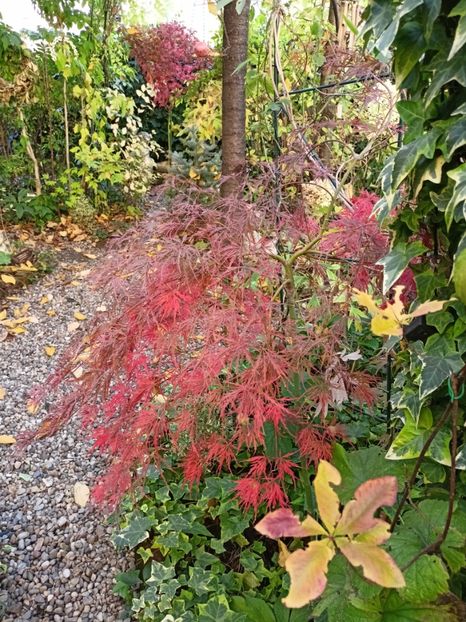 Prince Charming - Grădina 2024 continuare 4