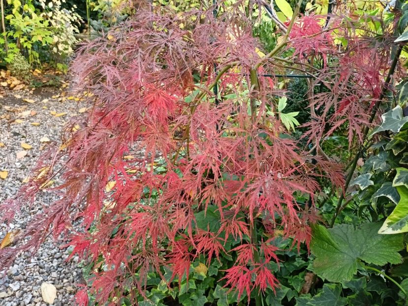  - Grădina 2024 continuare 4