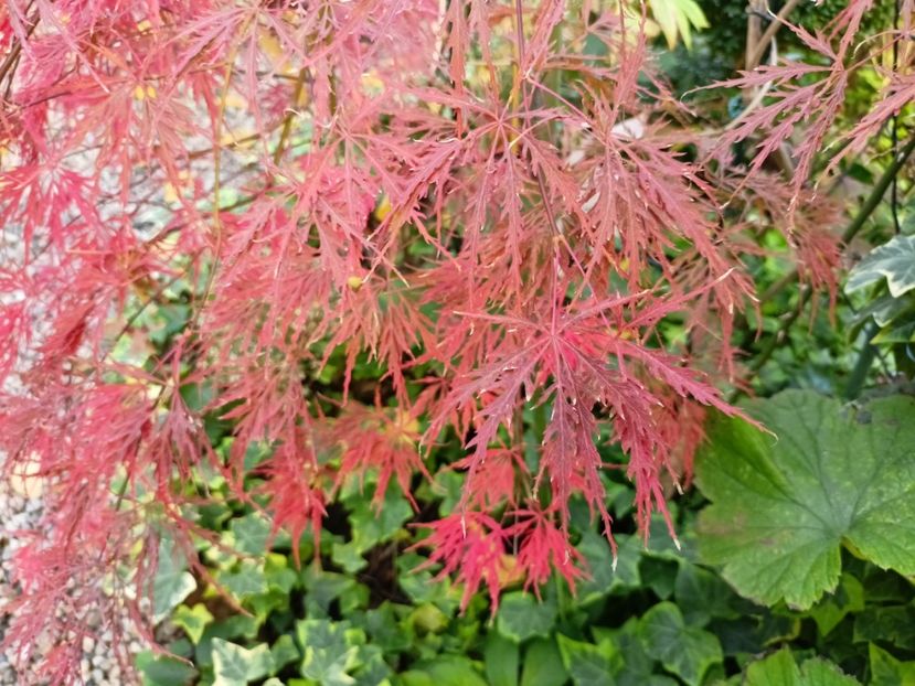  - Grădina 2024 continuare 4