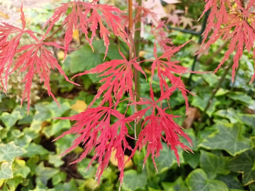  - Grădina 2024 continuare 4