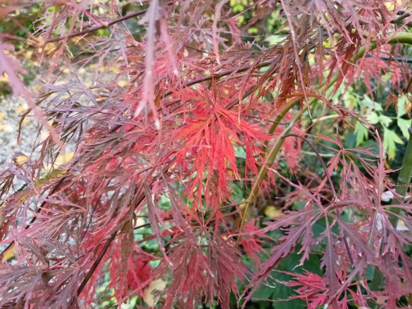  - Grădina 2024 continuare 4